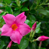 Mandivilla Pink(Mandevilla sanderi)Live Plant(Home & Garden)