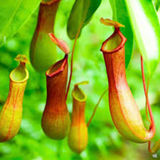 Pitcher Plant(Trumpet Pitcher)Live Plant (Home & Garden)