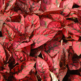 Polka Dot(Hypoestes phyllostachya) Live Plant (Home & Garden)