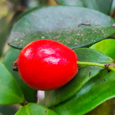 Cedar Bay Cherry Fruit (Eugenia Reinwardtiana) Seedling Fruit Plant (Home & Garden Plants)