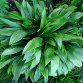 Cast Iron Plant (Aspidistra elatior) Live Plant (Home & Garden)