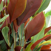 Calathea Lutea | Goeppertia lutea - Ornamental Live Plant (Home & Garden)