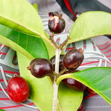 Cherry of the Paramirim Fruit (Eugenia Oblongata) SeedlingFruit Plant (Home & Garden Plants)