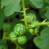 KandakaraliChunda (Solanum virginianum) Live Medicinal Plant (Home & Garden)