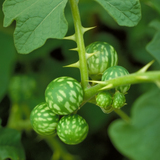 KandakaraliChunda (Solanum virginianum) Live Medicinal Plant (Home & Garden)