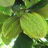 Mocambo Fruit (White Cacao) (Theobroma Bicolor) Seedling Fruit Plant (Home & Garden Plants)