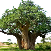 Kalpa Vriksha (Kalpa Taru)  Live Plant (Home & Garden)