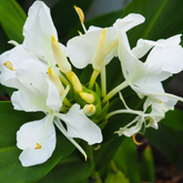 White Ginger Lily / Kalyana Sougandhikam (Hedychium coronarium) Live Plant (Home & Garden)