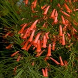 FireCrackerRed Live Plant (Home & Garden)