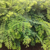 Divi-Divi plant (Libidibia coriaria) Flowering/Ornamental Live Plant (Home & Garden)