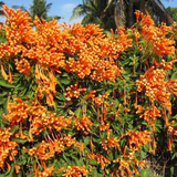 Sankrant Vel Plant - Flame VinePyrostegia venusta(Home & Garden)