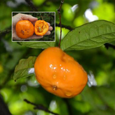 Sundrop Fruit (Eugenia Victoriana) Seedling Fruit Plant (Home & Garden Plants)