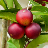 Camu Camu Fruit (Myrciaria Dubia) Fruit Plant (Home & Garden Plants)