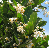 Birth Star : Aashlesha|Aayilyam (Plant: Punna-Calophyllum Inophyllum|Mesua Ferrea)(H&G)