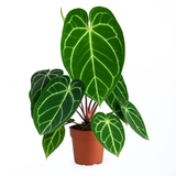 Crystal Anthurium (Anthurium crystallinum)