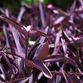 Setcreasea Purpurea(Purple Heart) Live Plant (Home & Garden)