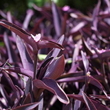 Setcreasea Purpurea(Purple Heart) Live Plant (Home & Garden)