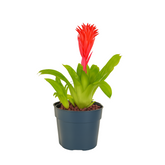 Bromeliads plant(Bromelioideae)Live Plant (Home & Garden)