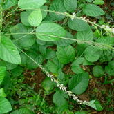 Oorila Desmodium gangeticum) Live Medicinal Plant (Home & Garden)