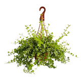 Dischidia Hanging Plant With Pot