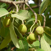 Birth Star : Revathi (Plant: Eluppa-Madhuca Longifolia|Madhuca Indica) (H&G)