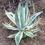 Variegated Agave (Agave americana ‘Variegata’) Live Plant (Home & Garden)