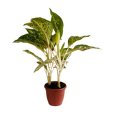 Aglaonema Hybrid Peacock- Live Plant (Home & Garden)