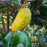 Giant Olosapo (Couepia Polyandra) Layered Fruit Plant (Home & Garden Plants)