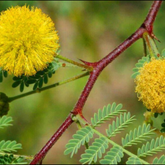Karuvelam (Acacia nilotica / Indian Gum Arabic Tree)