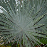 Bismarckia Nobilis | Bismarck Palm Live Plant (Home & Garden)
