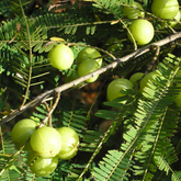 Birth Star : Bharani | Apabharani (Plant: Nelli-Phyllanthus Emblica|Emblica Officinalis) (Home & Garden)