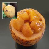 Madd Fruit (Saba Senegalensis) Seedling Fruit Plant (Home & Garden Plants)