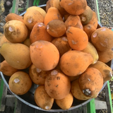 Kubal Fruit (Willughbeia sarawacensis) Seedling Fruit Plant (Home & Garden Plants)