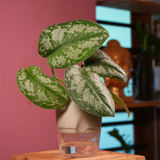 Silver Pictus / Silver Satin Pothos - Live Plant ( 4 Inch With Self-Watering Pot & Plant)
