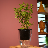 Jade Plant (Crassula Argentea) - Live Plant (With Self-Watering Pot & Plant)