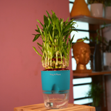 3 Layer Lucky Bamboo - Live Plant (With Self-Watering Pot & Plant)