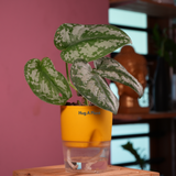 Silver Pictus / Silver Satin Pothos - Live Plant ( 4 Inch With Self-Watering Pot & Plant)
