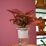 Aglaonema Red Angel / Chinese Evergreen (Aglaonema commutatum)- Live Plant (With 5 Inch Self-Watering Pot & Plant)