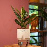 Monstera Peru (Monstera karstenianum)- Live Plant (With 4 Inch Self-Watering Pot & Plant)