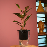 Aglaonema Lipstick - Live Plant (With 5 Inch Self-Watering Pot & Plant)