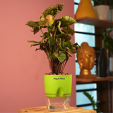 Syngonium Red Plum Plant (Pink veins) - Live Plant (With Self-Watering Pot & Plant)