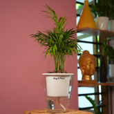 Chamaedorea Palm (Chamaedorea seifrizii) - Live Plant (With 5 Inch Self-Watering Pot & Plant)