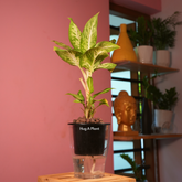 Dieffenbachia Sparkles - Live Plant (With 5 Inch Self-Watering Pot & Plant)