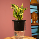 Sansevieria Crooked / Snake Plant (Dracaena trifasciata)- Live Plant (With 5 Inch Self-Watering Pot & Plant)