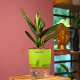 Monstera Peru (Monstera karstenianum)- Live Plant (With 4 Inch Self-Watering Pot & Plant)