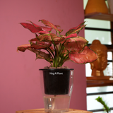 Aglaonema Red Angel / Chinese Evergreen (Aglaonema commutatum)- Live Plant (With 5 Inch Self-Watering Pot & Plant)