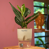 Monstera Peru (Monstera karstenianum)- Live Plant (With 4 Inch Self-Watering Pot & Plant)