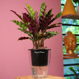 Calathea insignis (Goeppertia insignis) - Live Plant (With 5 Inch Self-Watering Pot & Plant)