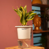 Sansevieria Crooked / Snake Plant (Dracaena trifasciata)- Live Plant (With 5 Inch Self-Watering Pot & Plant)