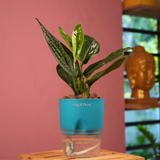 Monstera Peru (Monstera karstenianum)- Live Plant (With 4 Inch Self-Watering Pot & Plant)